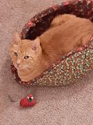 The Cat Ball Cat Canoe - Scandinavian Christmas Ornaments Review