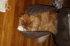 The Cat Ball Jumbo Cat Canoe - Brown Wood Grain Review