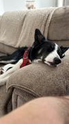 K9 Active Ruffwear Front Range Harness Review