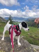 K9 Active Ruffwear Front Range Leash Review