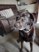 K9 Active EzyDog Neo Collar Review