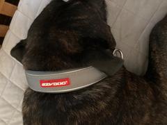 K9 Active EzyDog Neo Collar Review