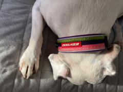 K9 Active EzyDog Neo Collar Review