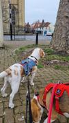 K9 Active Ruffwear Web Master Harness Review