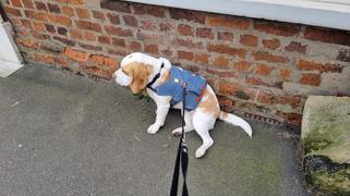 K9 Active Ruffwear Web Master Harness Review