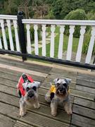 K9 Active EzyDog X2 Boost Float Coat Review