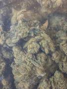 Cali Canna Gorilla Glue  Review