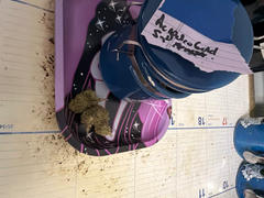 Cali Canna Acapulco Gold Review