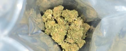 Cali Canna Lemon Skunk Review