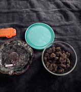 Cali Canna Black Space Runtz Review