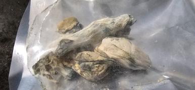 Cali Canna Albino Penis Envy Shrooms Review