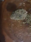 Cali Canna Purple Milk Duds Review