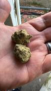 Cali Canna Cherry Candy Tart Review
