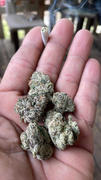 Cali Canna True OG Review