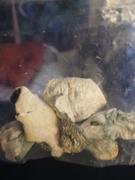 Cali Canna Albino Mkilla Gorilla Review