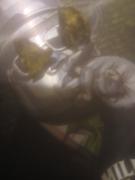 Cali Canna Moon Rocks - Sour Apple Runtz Review