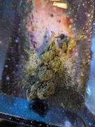 Cali Canna Black Cherry Gelato Review