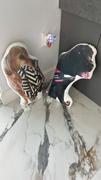 All About Vibe Custom Shaped Pillow Review