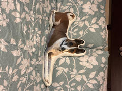 All About Vibe Custom Shaped Pillow Review