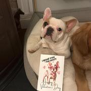 Creatado Printable French Bulldog Valentine's Day Card | Instant Download Review