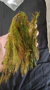 Your Fish Stuff Hornwort Ceratophyllum demersum Review