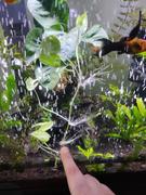 Your Fish Stuff Brazilian Pennywort - Hydrocotyle leucocephala Review