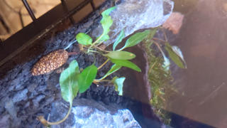 Your Fish Stuff Cryptocoryne petchii Review