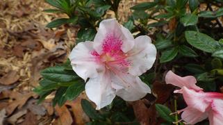 PlantingTree™ Online Garden Center Autumn Amethyst® Encore® Azalea Review