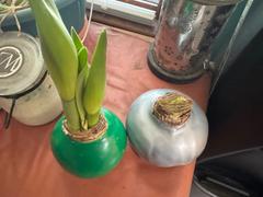 Bloomaker Waxed Amaryllis Mystery Box – 6 Pack Review