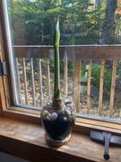 Bloomaker Double Nymph Review