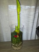 Bloomaker Anne Seaton Review