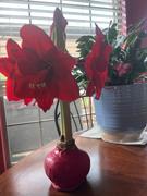 Bloomaker Onyx Glow Review