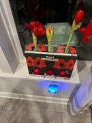 Bloomaker Classic Red Review