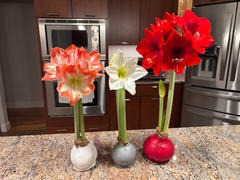 Bloomaker Sterling Bloom Review