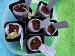 My Patriot Supply Heirloom Black Turtle Bush Beans Seeds (10g) by Patriot Seeds Review