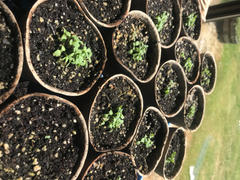 My Patriot Supply Heirloom New Zealand Spinach Seeds (3g) by Patriot Seeds Review