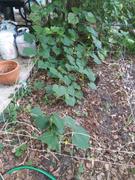 My Patriot Supply Heirloom Hales Best Cantaloupe Seeds (2g) by Patriot Seeds Review