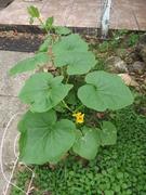 My Patriot Supply Heirloom Hales Best Cantaloupe Seeds (2g) by Patriot Seeds Review