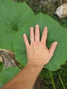 My Patriot Supply Heirloom Hales Best Cantaloupe Seeds (2g) by Patriot Seeds Review