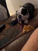 Pawstruck.com 7 Braided Bully Sticks Review