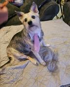 Campfire Treats Chicken Necks for Dogs Review