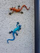 GingerInteriors.co.uk Blue Gecko Wall Decor - Large Review