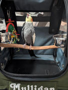 Celltei Pak-o-Bird Small Size Review