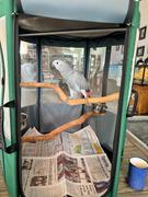 Celltei Bird Travel Aviary  Review