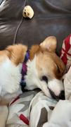 PawTies 3/4 Fi Compatible Dog Collar Review