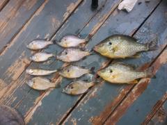 Catfish Sumo Sumo Spoon for Catfish Bait, 1-5/8 Review