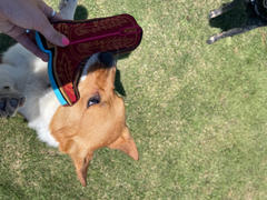 Lane Boots Lexington Dog Toy Review