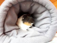 The Hoghouse Fleece cosy bunker. Hedgehog and guinea pig padded fleece lined house. Review