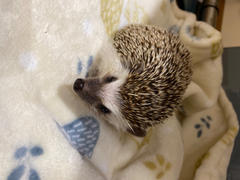 The Hoghouse Hedgehogs cuddle fleece handling blankets for small pets. Fleece lap blankets. Review