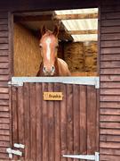 Bramble Signs Small Stable Sign 265 x 110mm Review